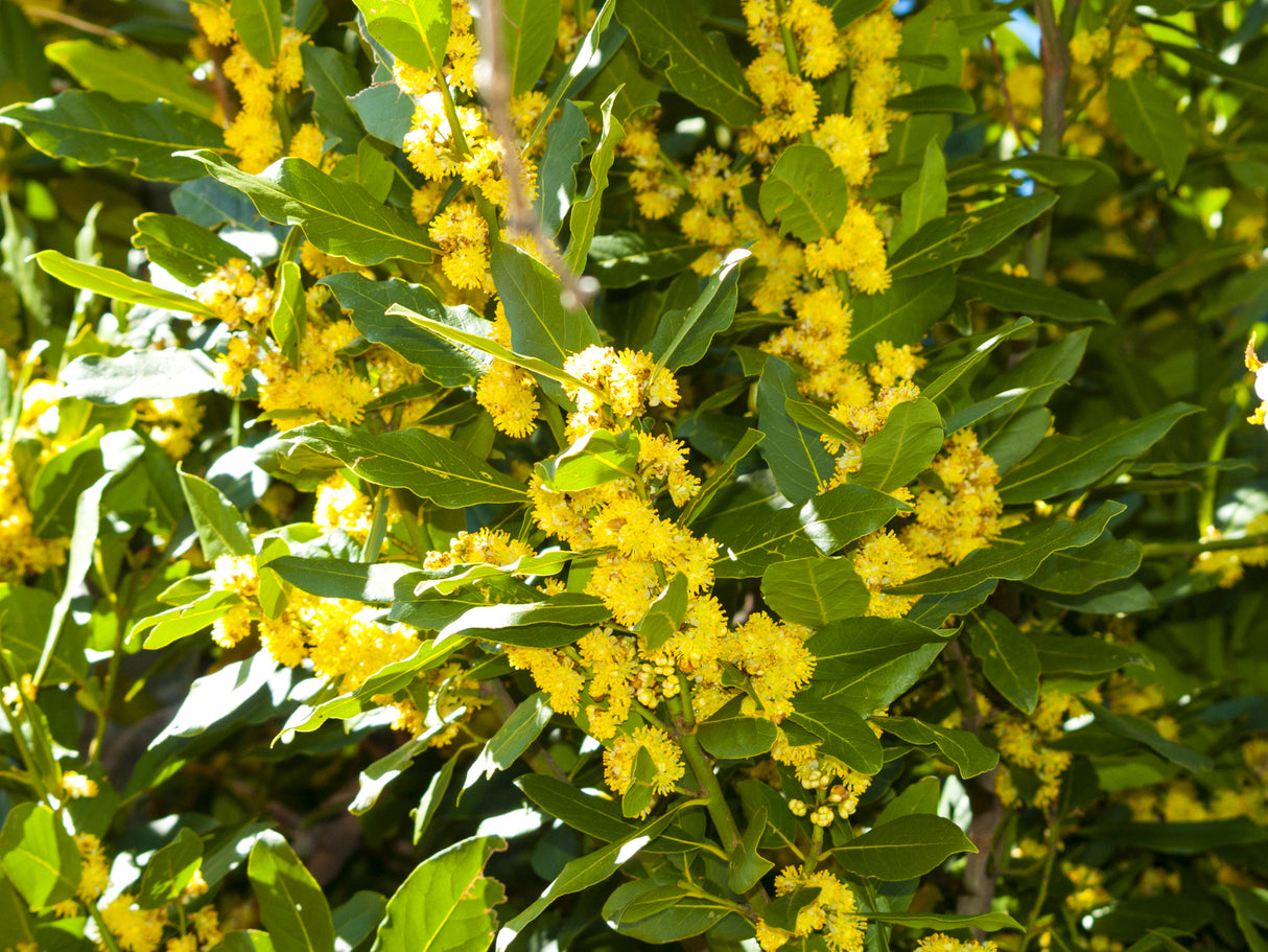 Laurus nobilis - Bay Leaf