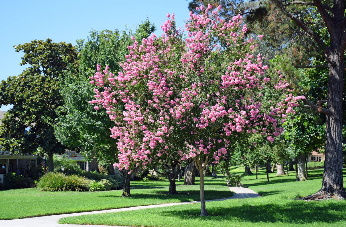 Lagerstroemia indica - Crepe myrtle