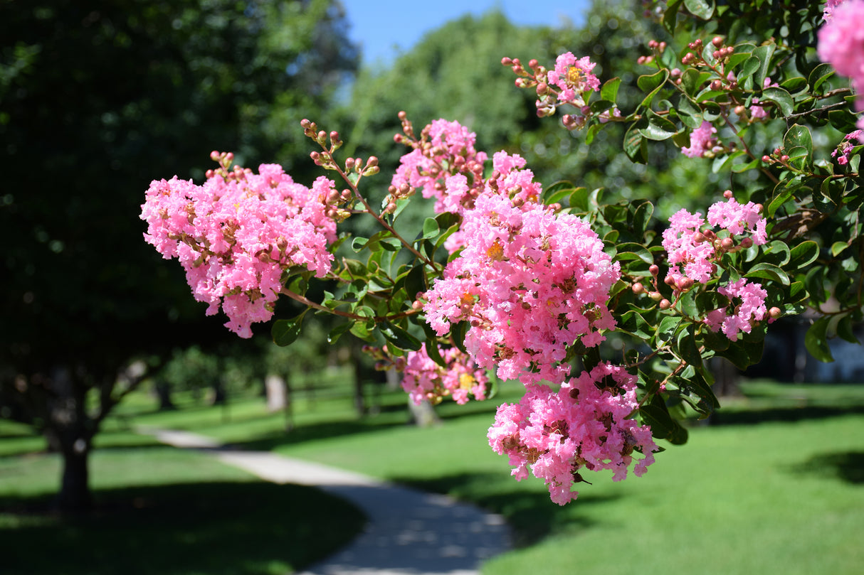 Lagerstroemia 'Tonto' - Tonto Crepe Myrtle