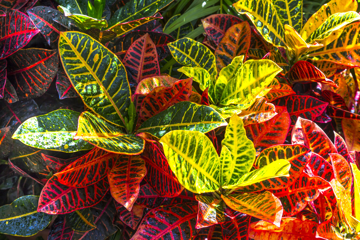 Codiaeum variegatum - Croton