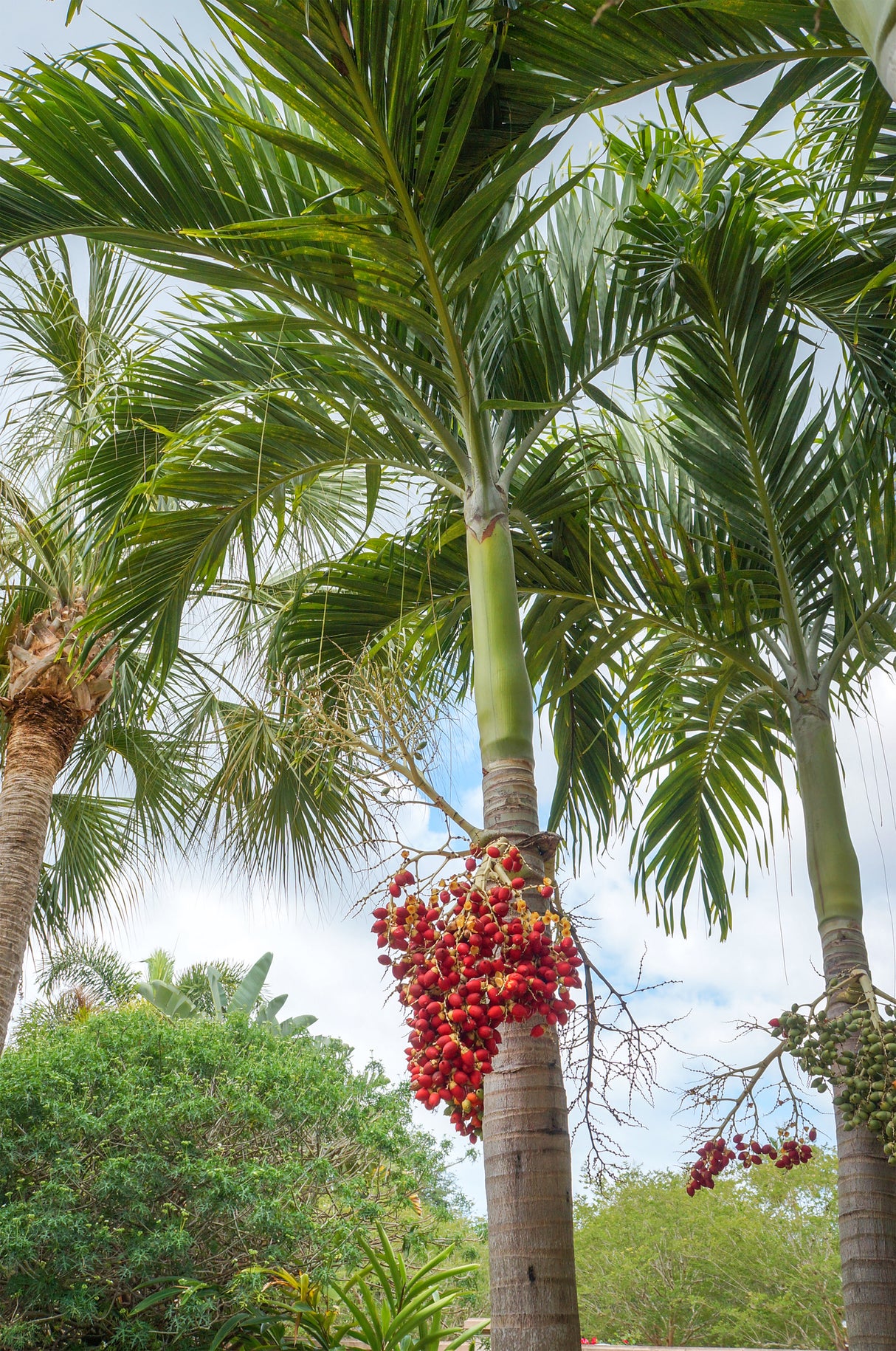 Veitchia merrillii (Adonidia) - Christmas Palm