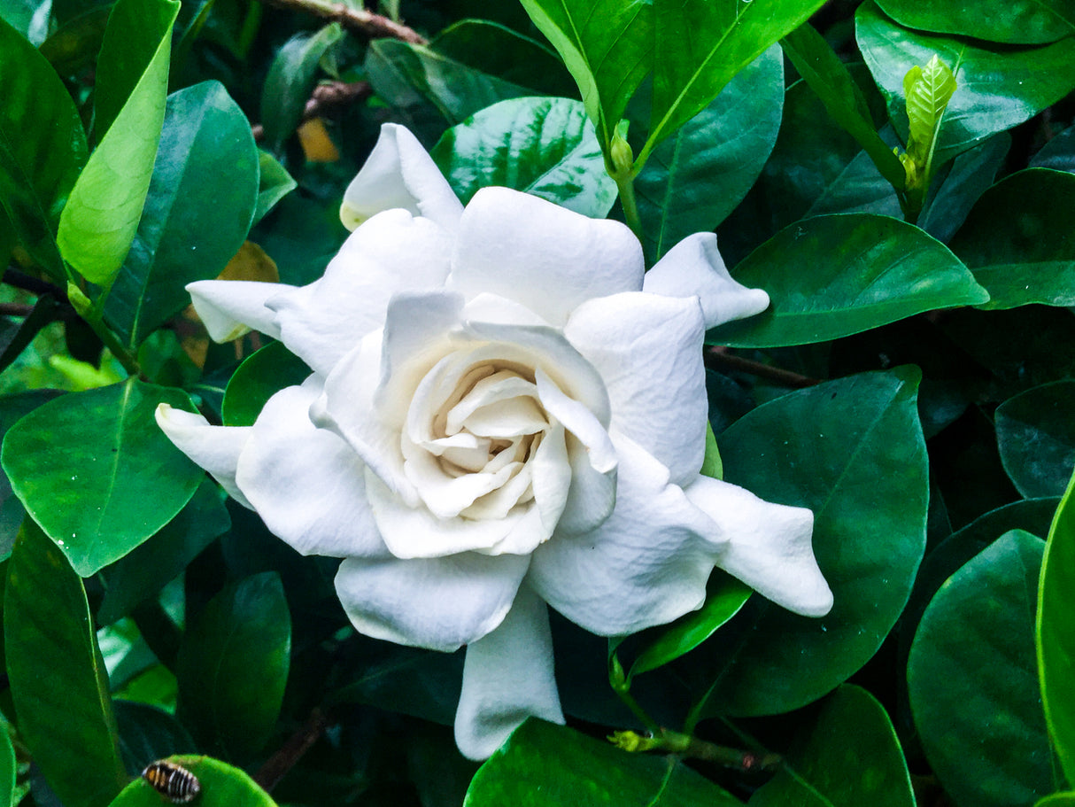 Gardenia augusta 'Florida' - Florida Gardenia