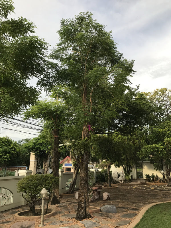 Millingtonia hortensis - شجرة الفلين الهندية