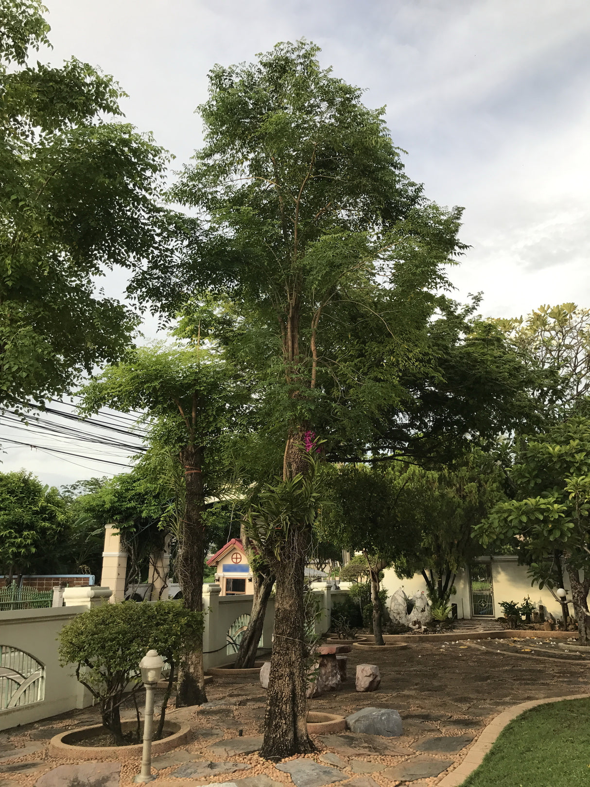 Millingtonia hortensis - Indian Cork Tree