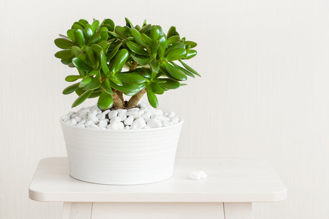 Crassula ovata - Jade Plant