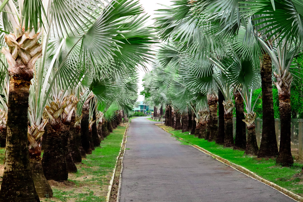 Copernicia baileyana - Bailey Palm