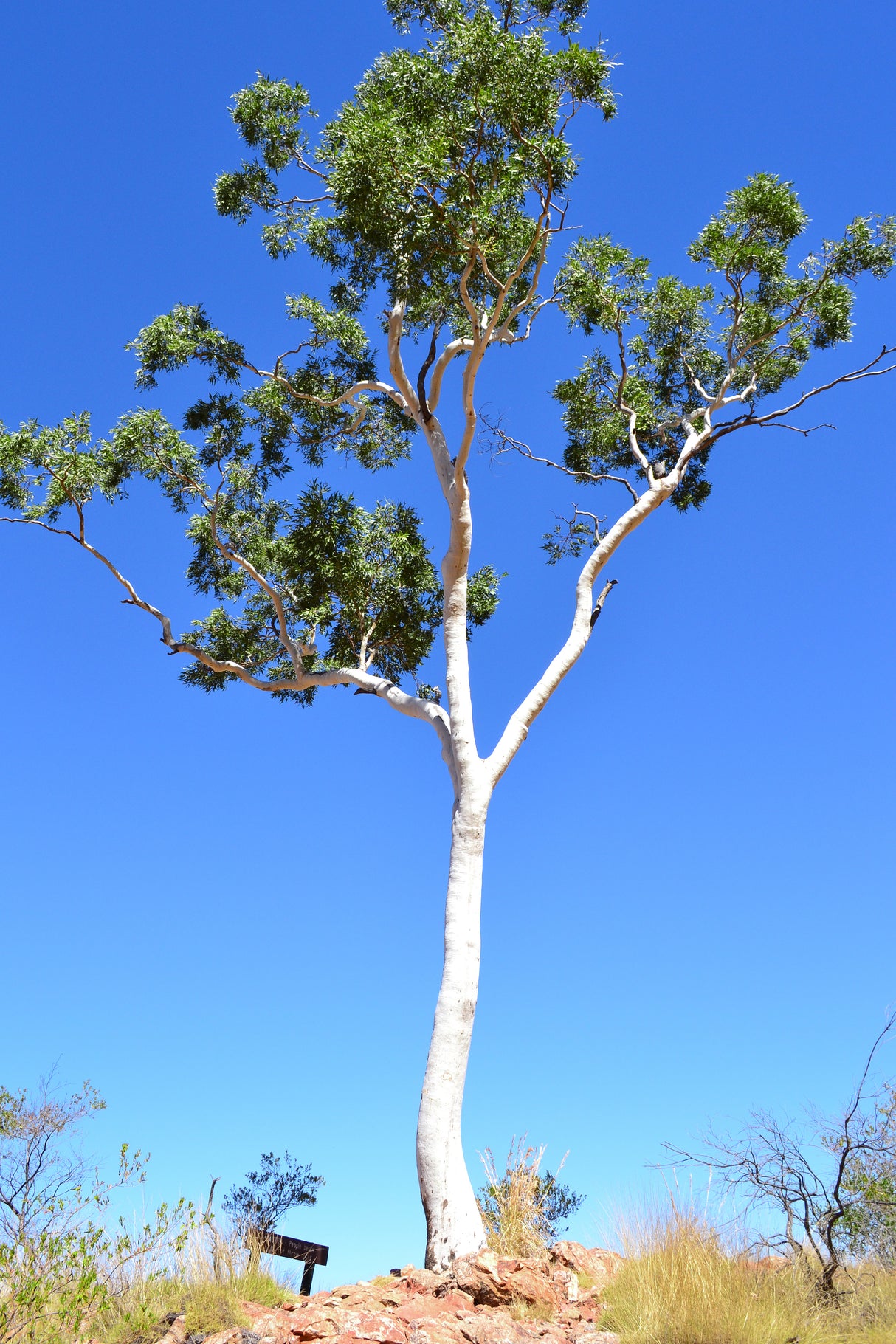 Corymbia aparrerinja - ghost gum