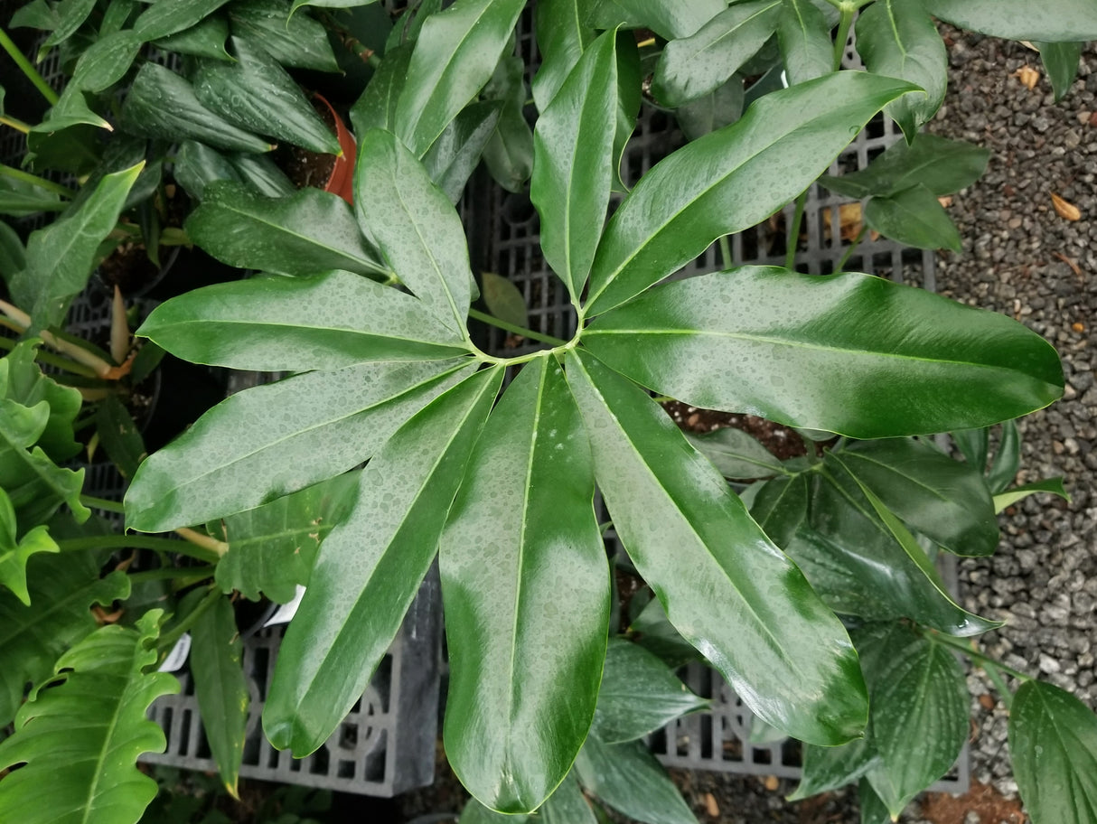 Philodendron goeldii - Finger Leaf Philodendron