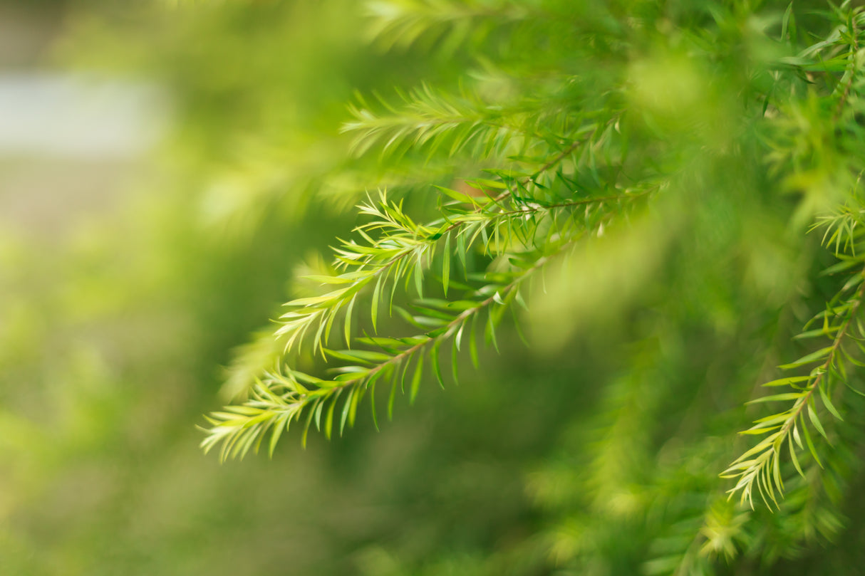 Melaleuca leucadendra 'Fine Leaf' - Fine Leaf Melaleuca