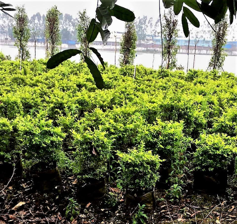 Duranta gold