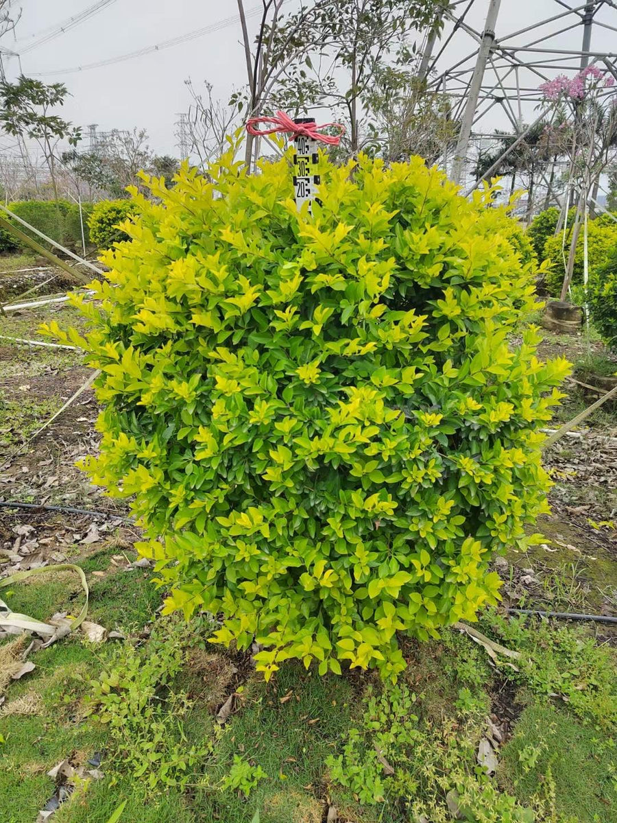 Duranta repens
