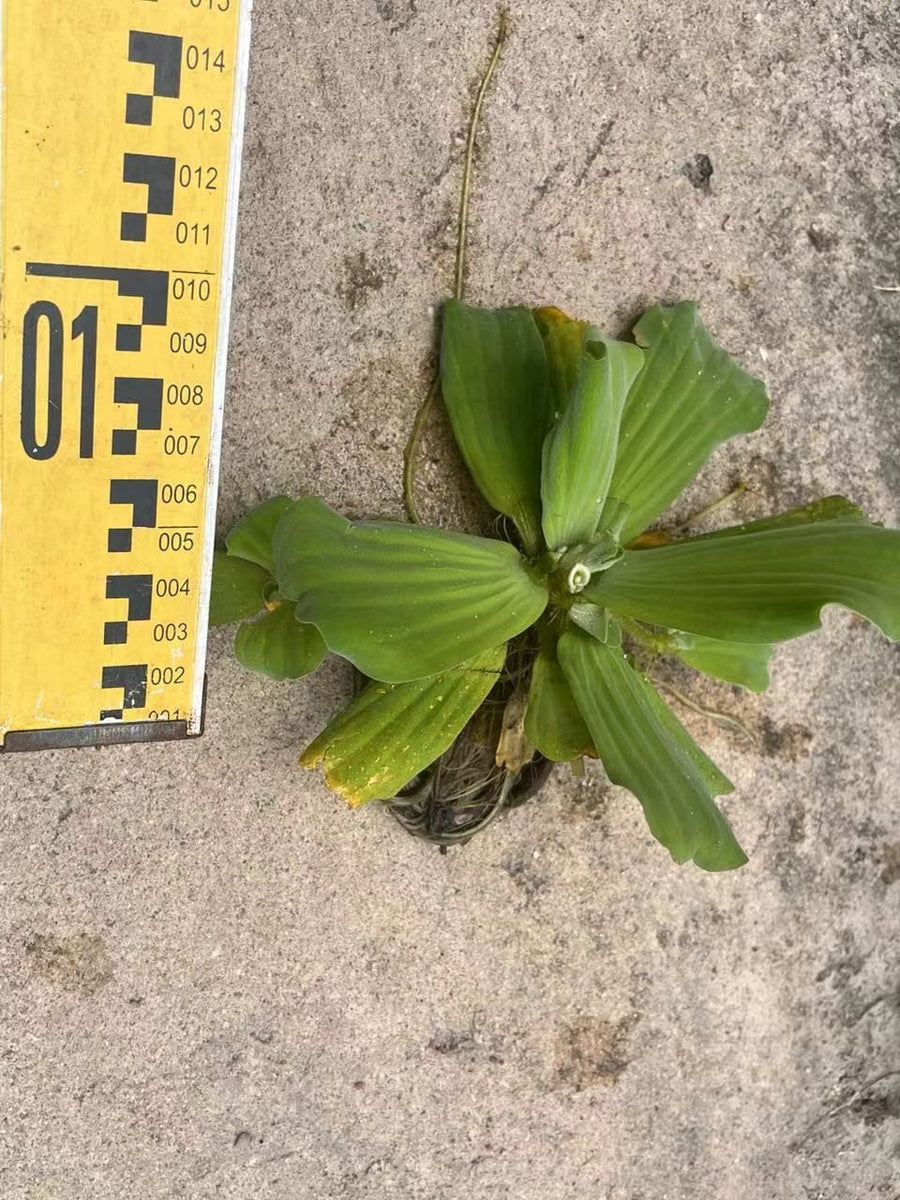 Eichhornia crassipes