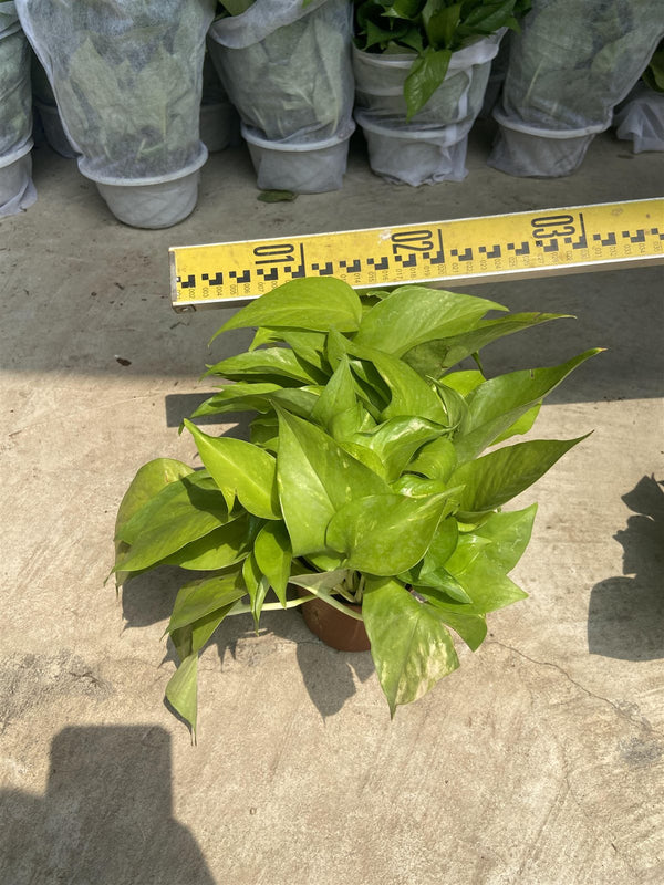 Epipremnum gold