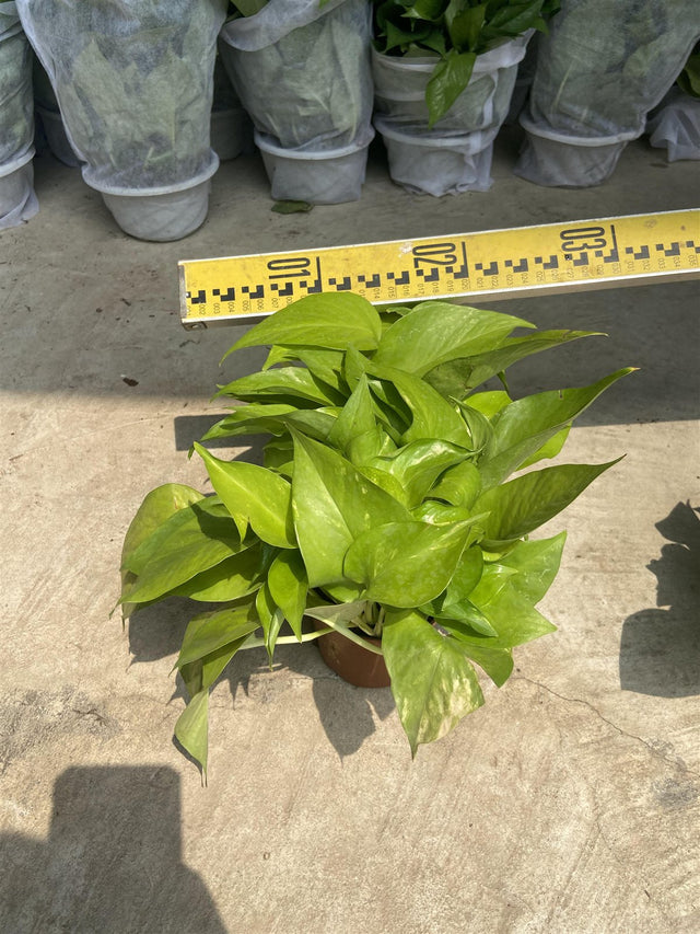 Epipremnum gold