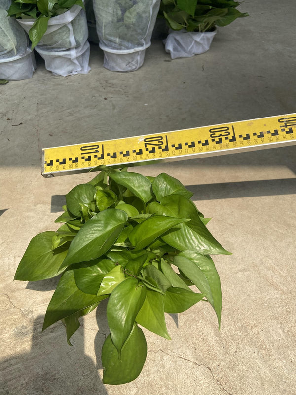 Epipremnum green