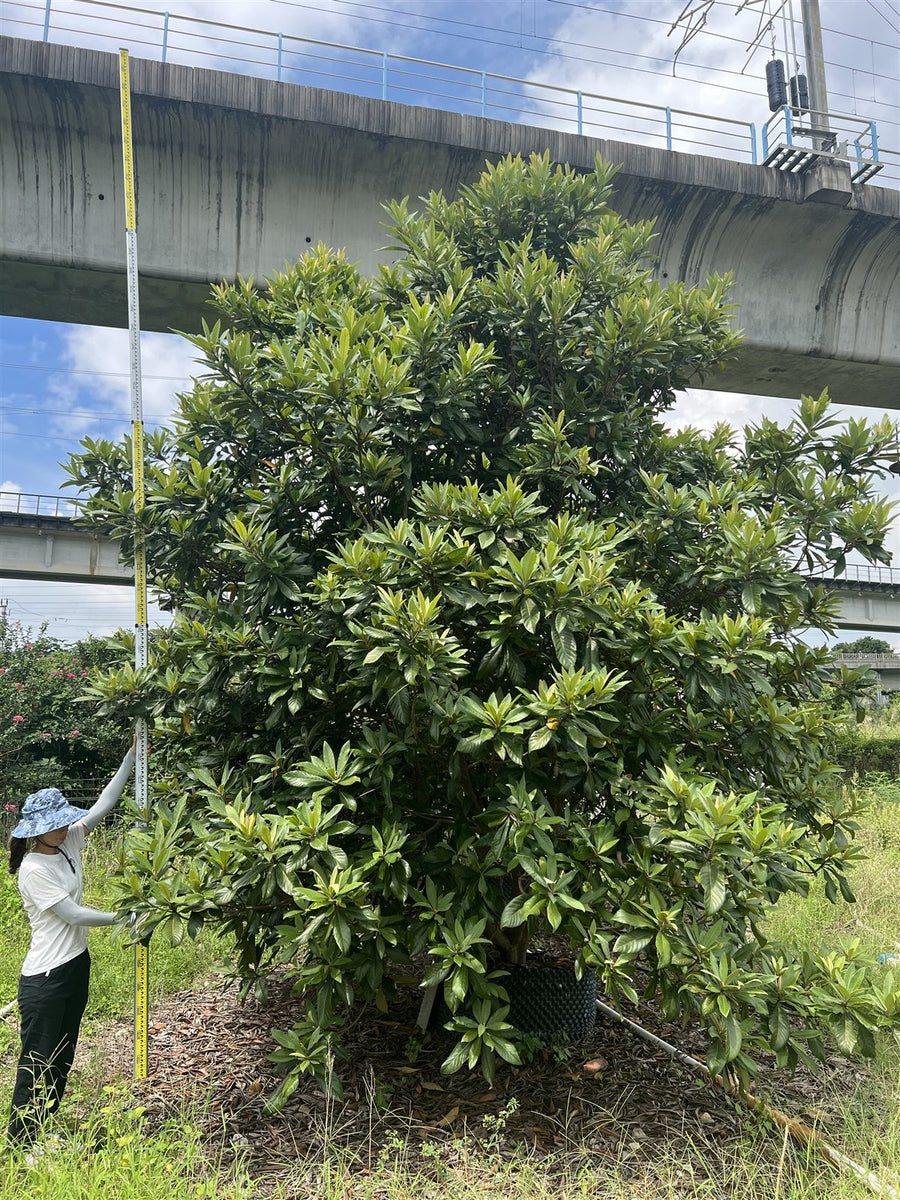 Eriobotrya japonica