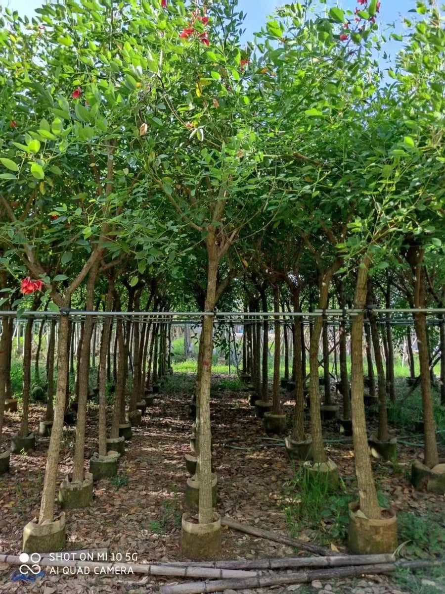 Erythrina indica