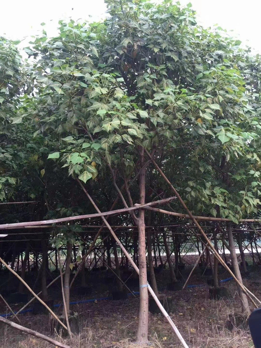 Erythrina variegata