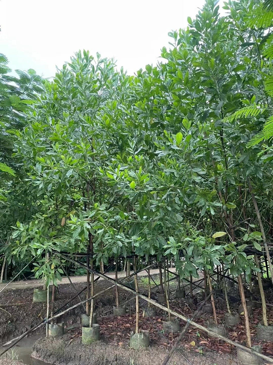 Eucalyptus spp