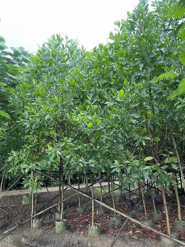 Eucalyptus spp