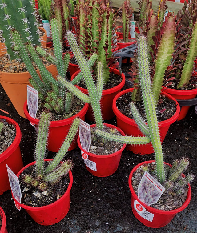 Euphorbia baioensis