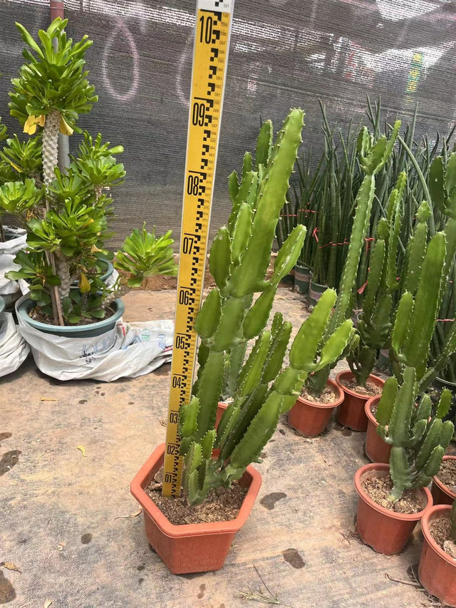 Euphorbia excelsa