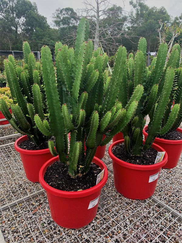 Euphorbia ingens