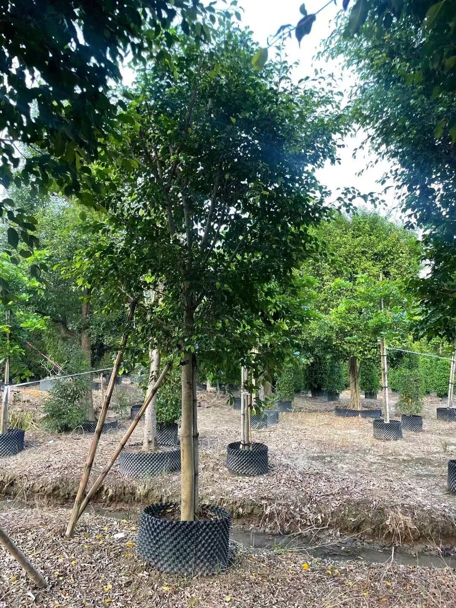 Ficus benjamima
