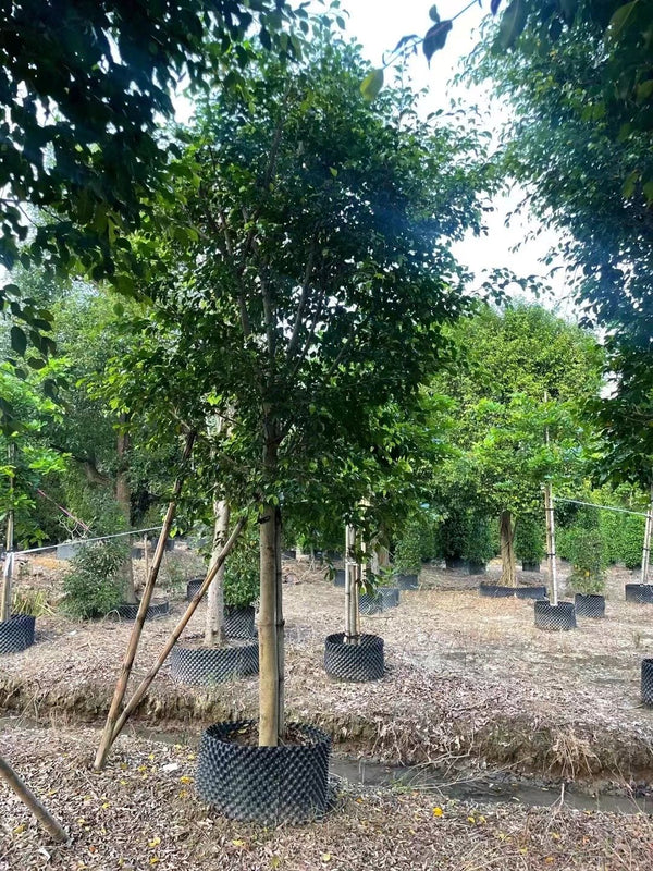 Ficus benjamima