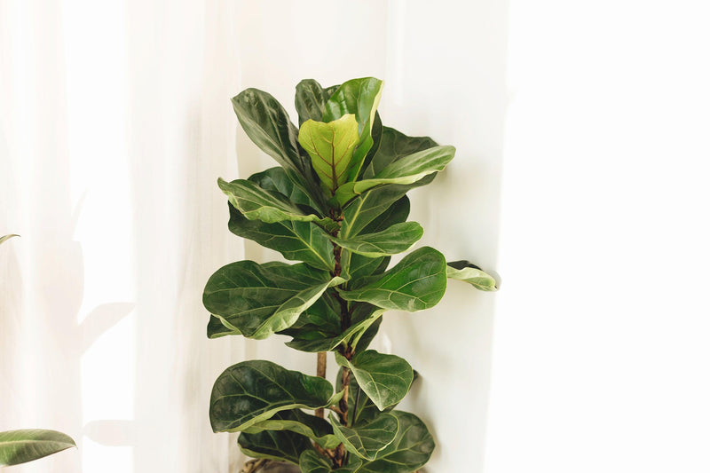 Ficus Lyrata - Fiddle Leaf Fig