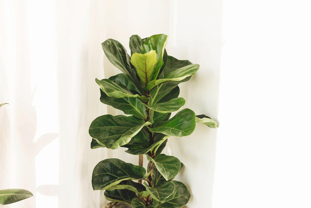 Fiddle Leaf Fig - Ficus Lyrata