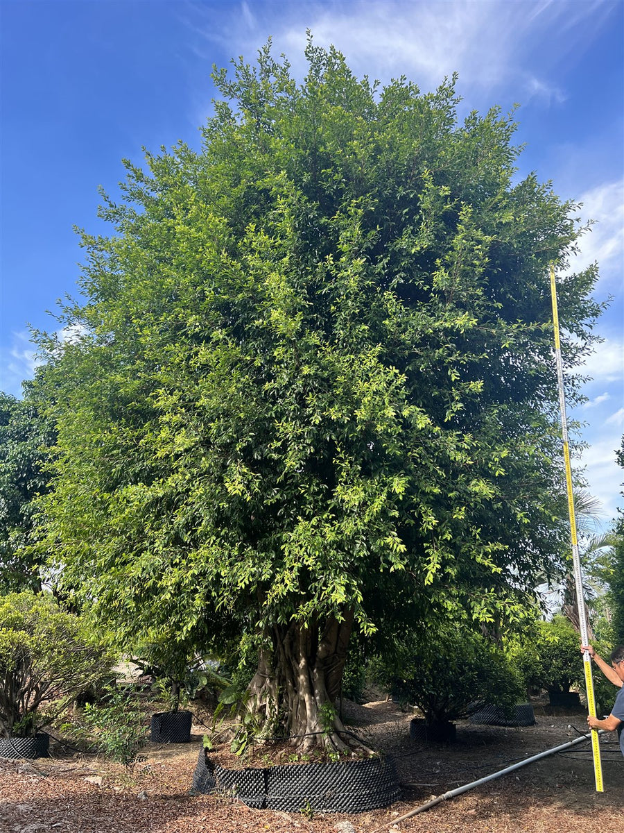 Ficus microcarpa hillii 'Flash' Flash Fig, mature specimen in a root control bag with a height staff alongside for scale
