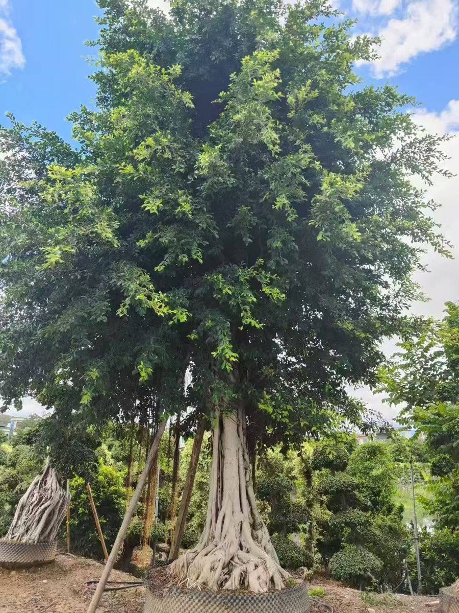 Ficus microcarpa hillii Hills Weeping Fig, mature specimen established in a root control basket, showing the fused aerial root buttress
