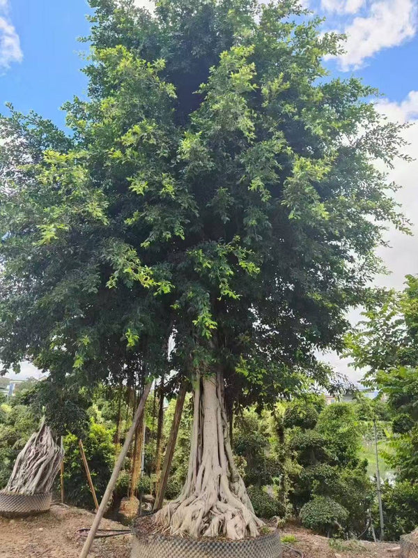Ficus microcarpa hillii - Hills Weeping Fig Tree