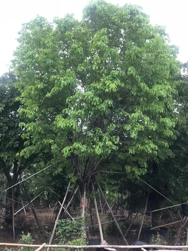 Ficus virens