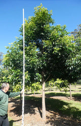 Flindersia pimenteliana (Maple or Rose Silkwood) - Ex Ground - Brisbane Plant Nursery