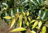 Flindersia pimenteliana (Maple or Rose Silkwood) - Ex Ground - Brisbane Plant Nursery