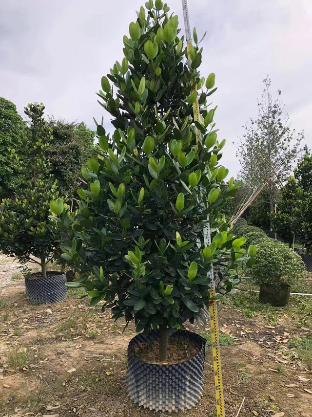 Garcinia subelliptica