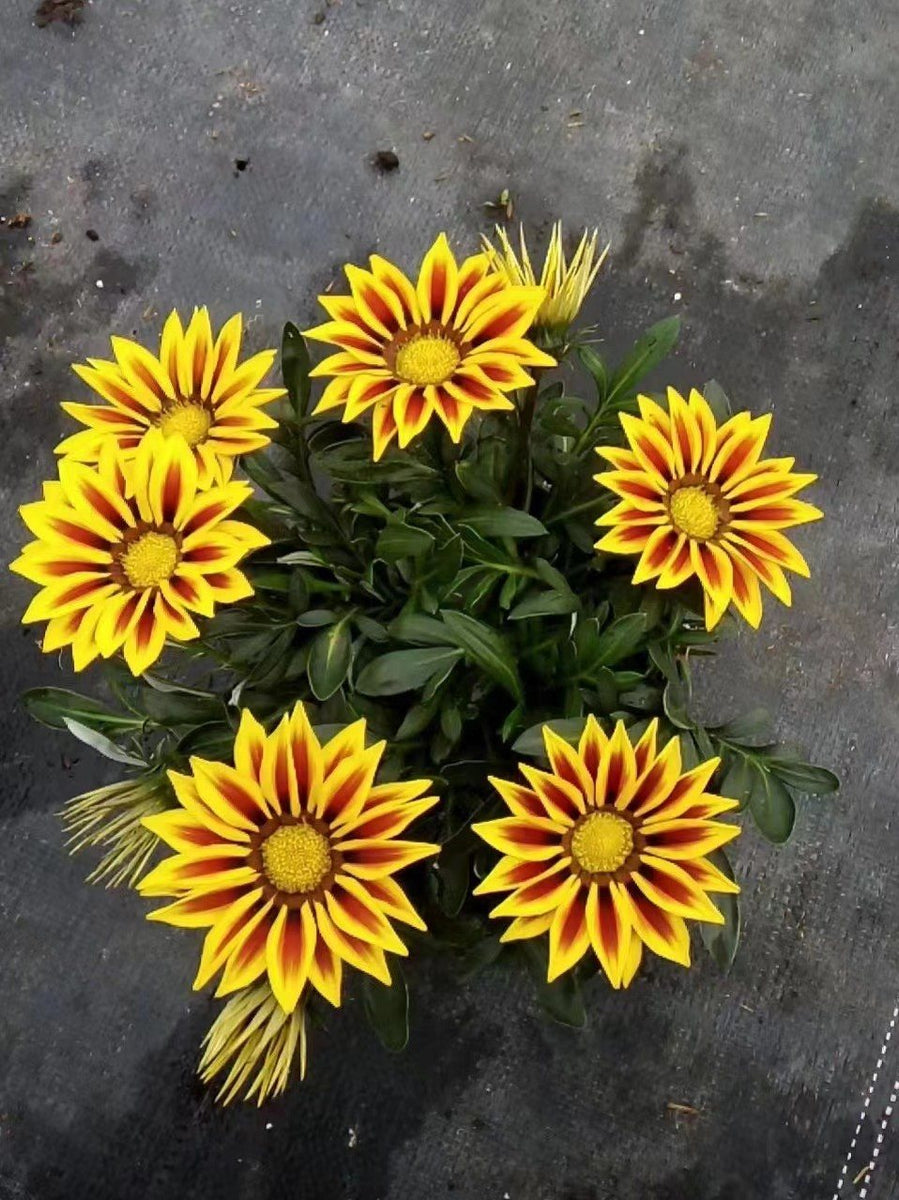 Gazania rigens