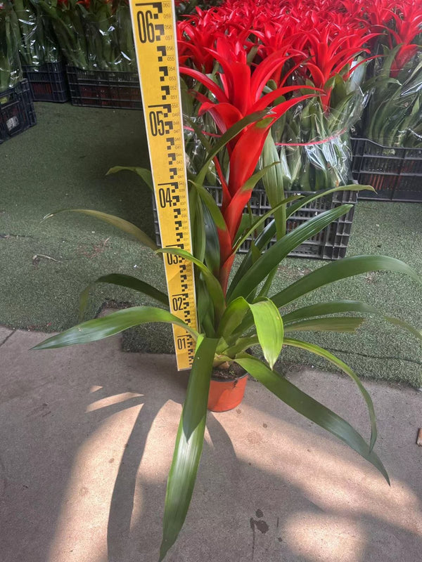 Guzmania lingulata