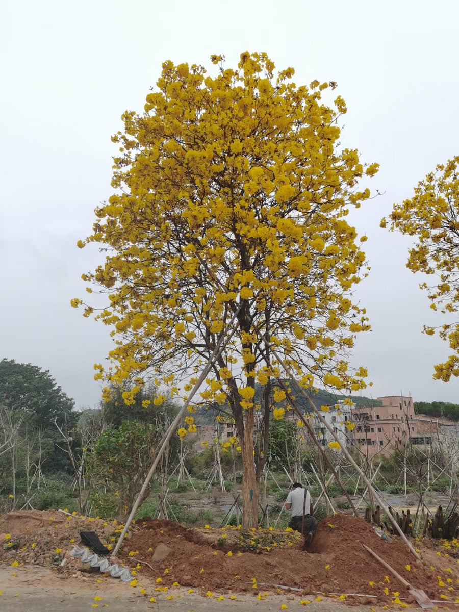 Tabebuia chrysantha, golden trumpet tree, a mature field grown tree in full golden bloom with a worker at its base for scale