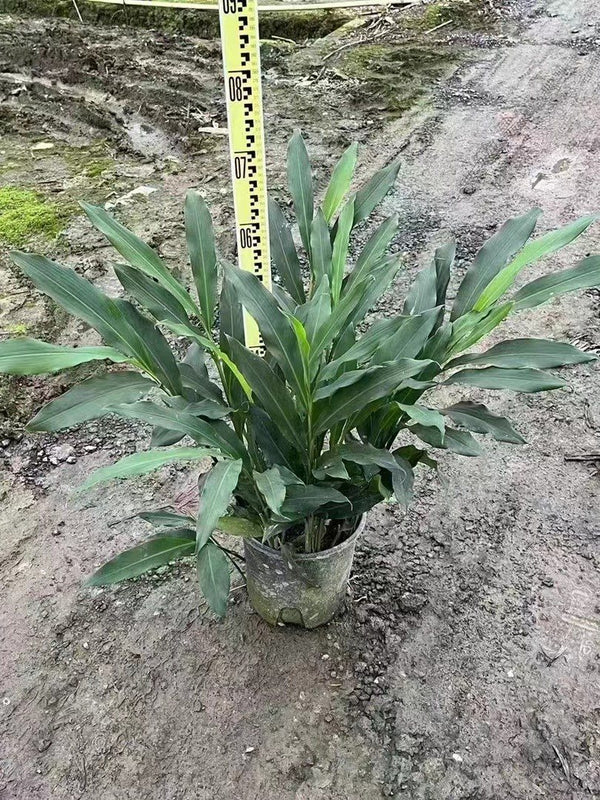 Hedychium coronarium