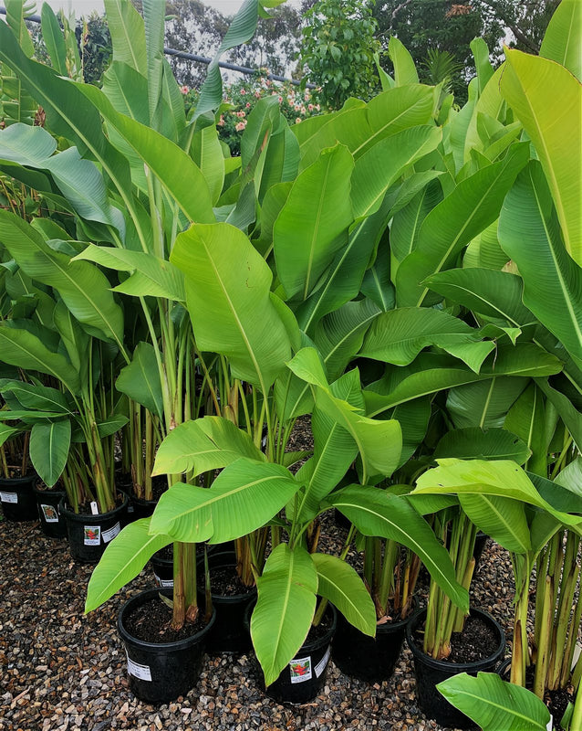 Heliconia caribaea