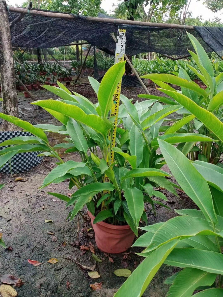 Heliconia vars