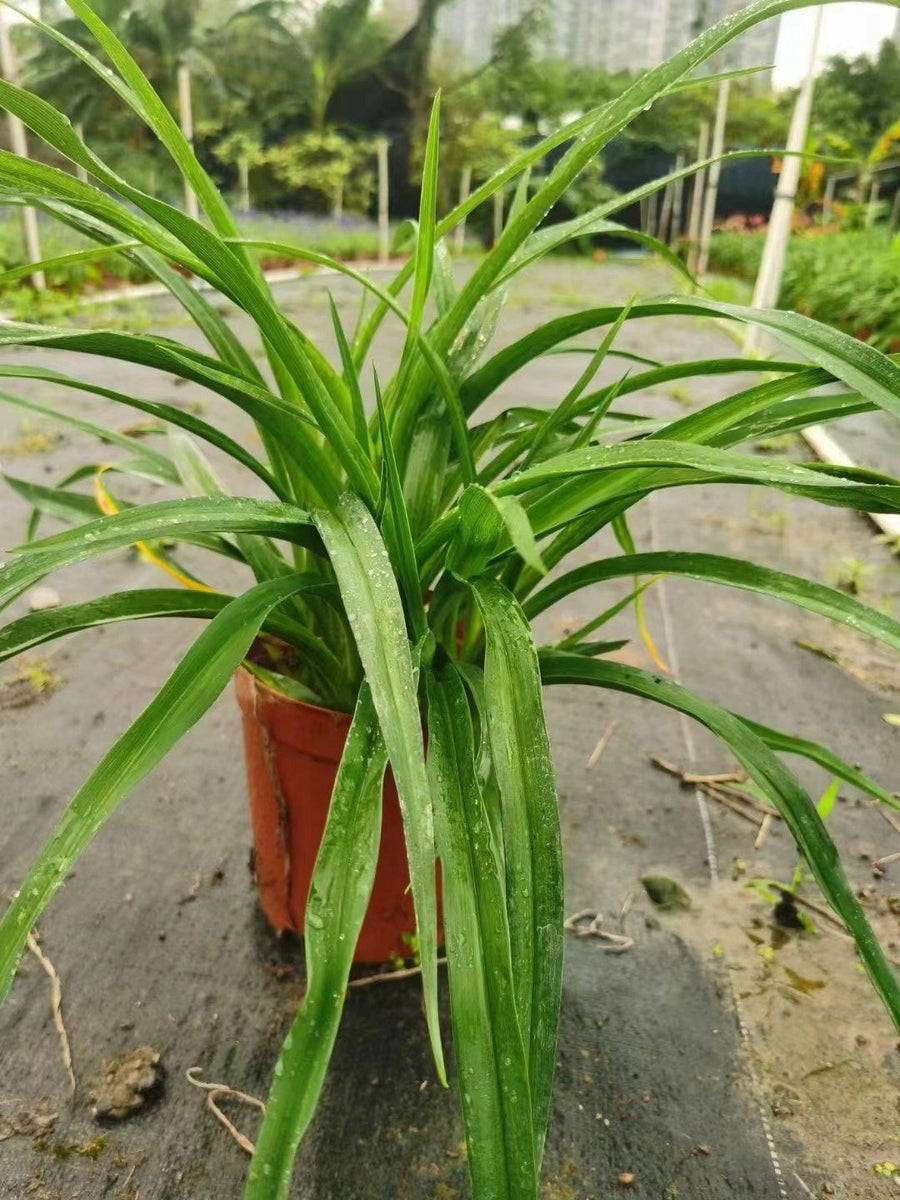 Hemerocallis fulva