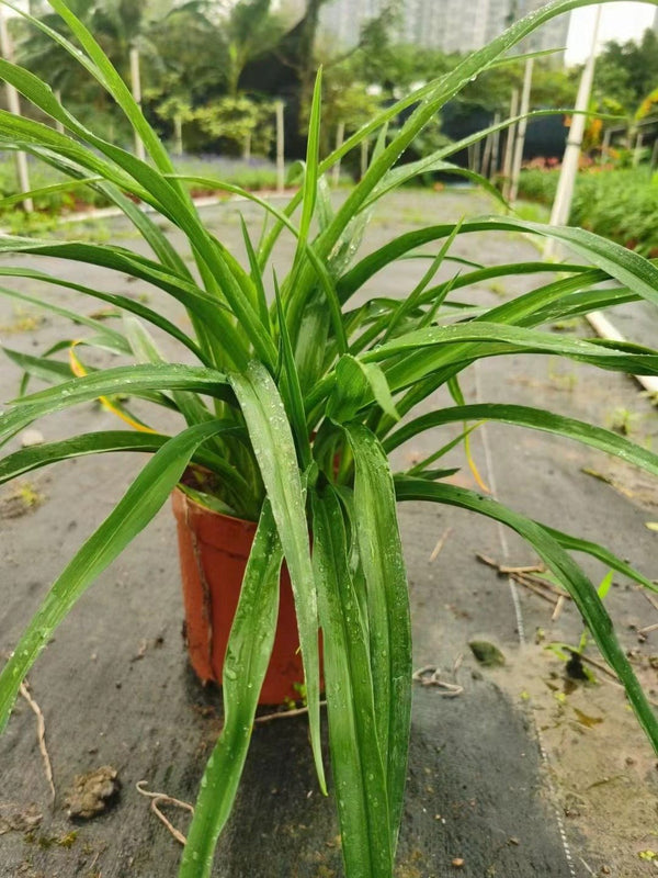 Hemerocallis fulva