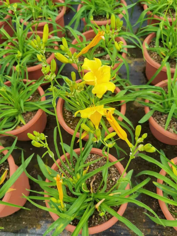 Hemerocallis stella