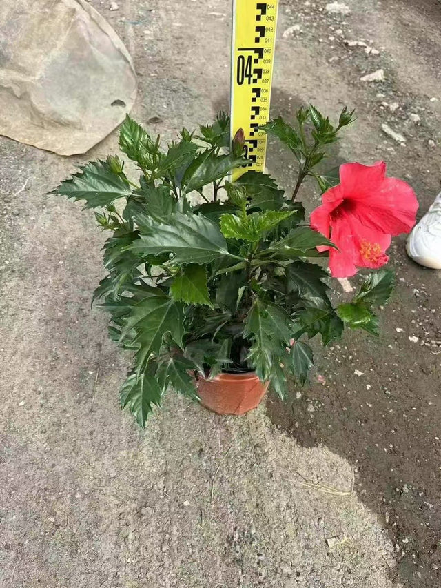 Hibiscus rosa