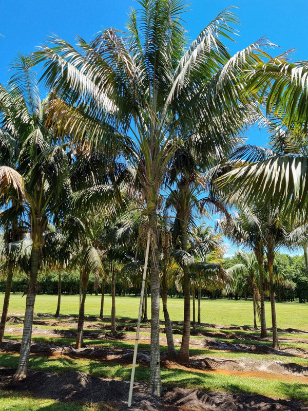 Howea forsteriana - Kentia Palm