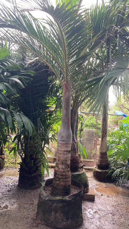 Hyphorbe verschaffelti